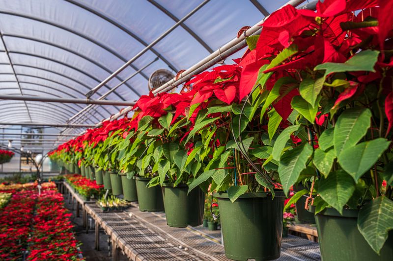 That Quick Poinsettia Trip From Store to Car Matters Most That Quick Poinsettia Trip From Store to Car Matters Most