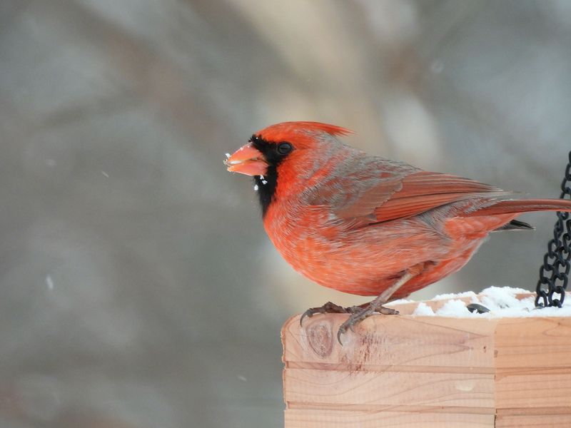 That Red Cardinal Pair On Your Feeder Picked Your Yard For A Reason That Red Cardinal Pair On Your Feeder Picked Your Yard For A Reason
