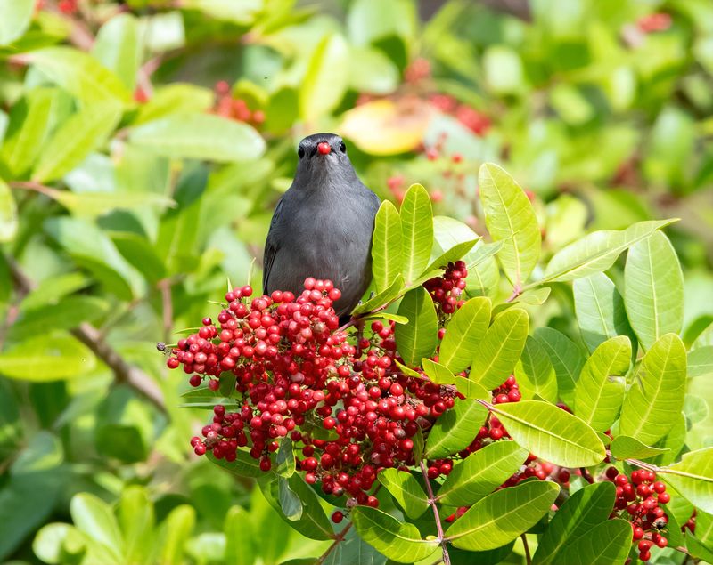 That Shrub Is Brazilian Peppertree