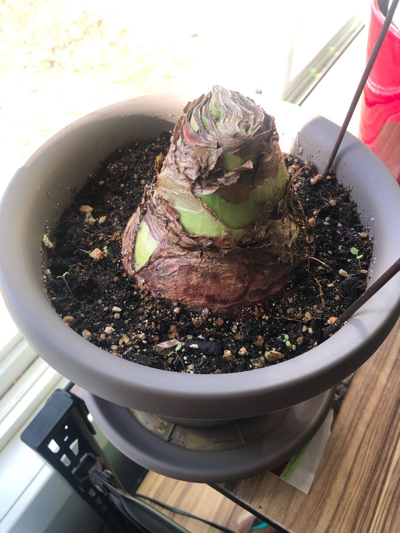 That Sleepy Amaryllis Bulb Is Waiting For A Signal