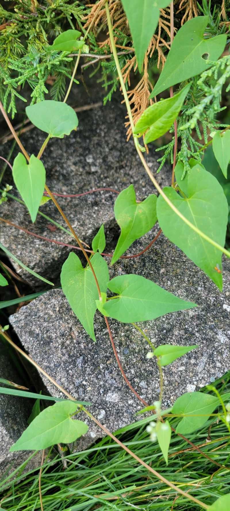 That Smelly Vine Is Skunkvine