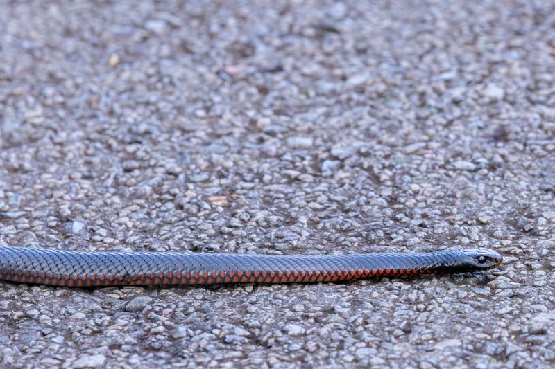 That Snake On Your Warm Driveway Is Running On Borrowed Heat That Snake On Your Warm Driveway Is Running On Borrowed Heat