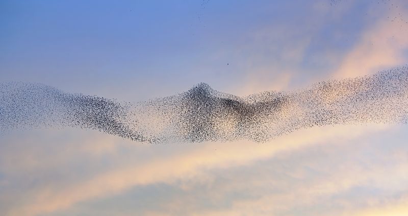 That Swirling Black Bird Cloud Has a Bedtime Purpose