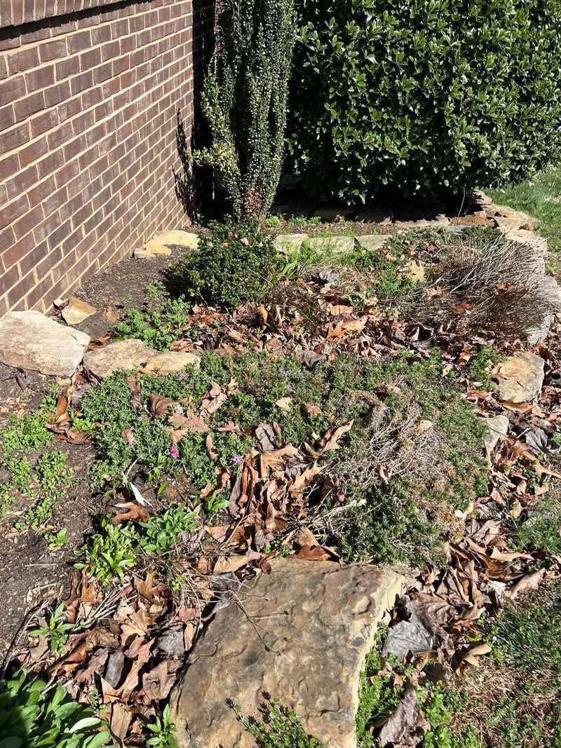 That Tidy Leaf Pile By The Back Steps Might Be Hosting Guests