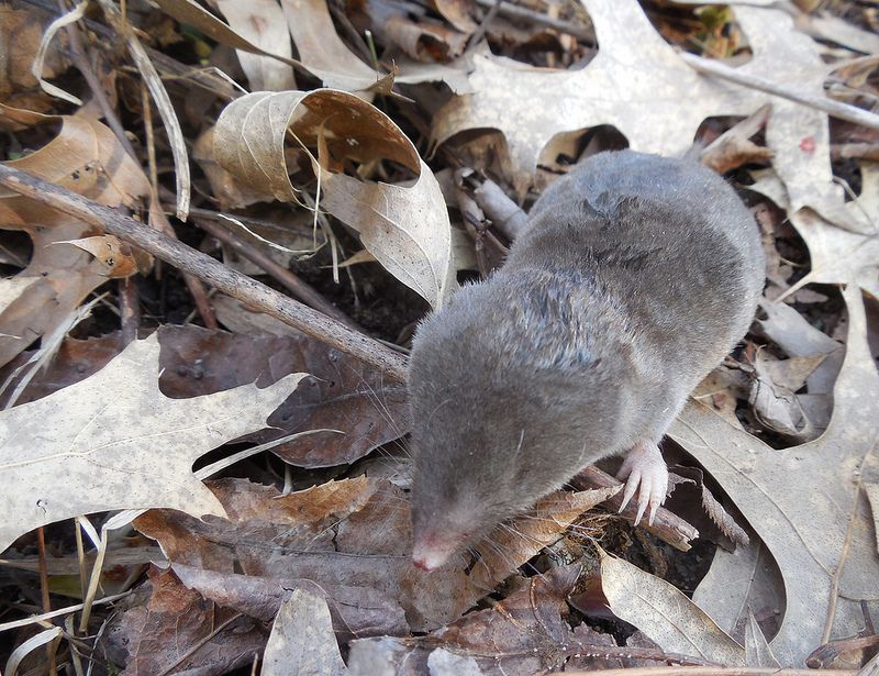 That Tiny Gray Shrew In The Leaf Litter Has A Venomous Bite