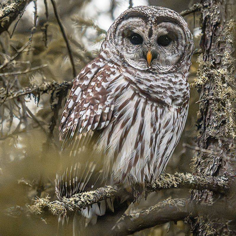 That 'Who Cooks For You' Call Belongs To The Barred Owl