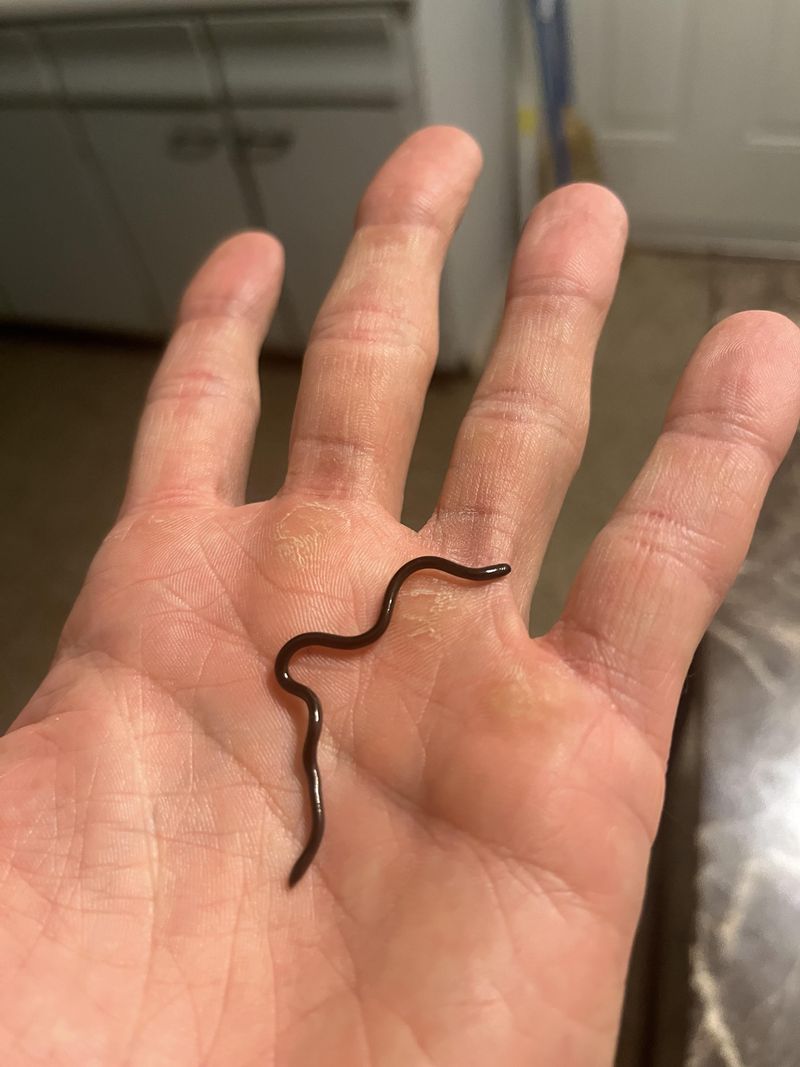 That "Worm" Is Actually A Brahminy Blindsnake