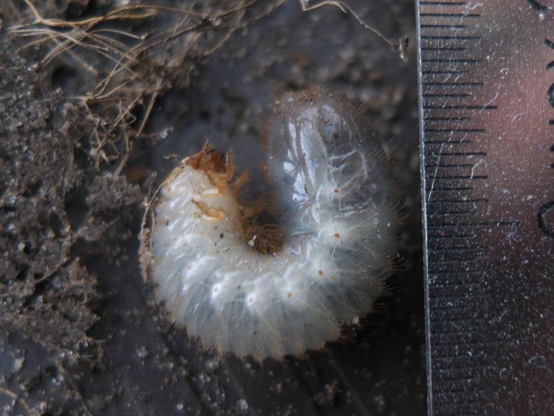 That’s Why Grub Treatments Rarely Help That’s Why Grub Treatments Rarely Help