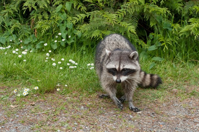 The 40-Acre Rule Makes Raccoon Relocation A Real Puzzle The 40-Acre Rule Makes Raccoon Relocation A Real Puzzle