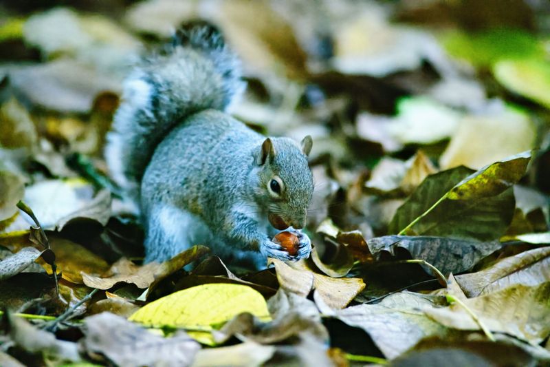 The Acorn-Burying Squirrel The Acorn-Burying Squirrel