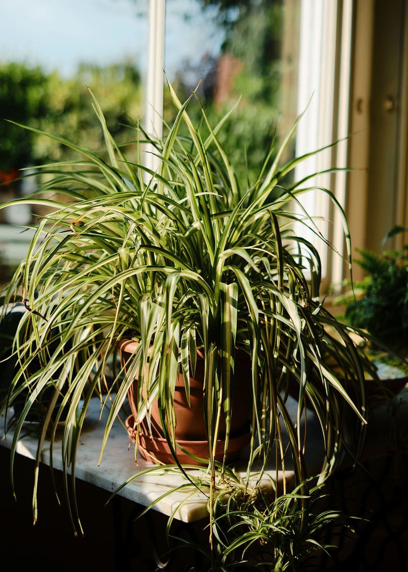 The Air-Purifying Claim Is Mostly A Myth The Air-Purifying Claim Is Mostly A Myth