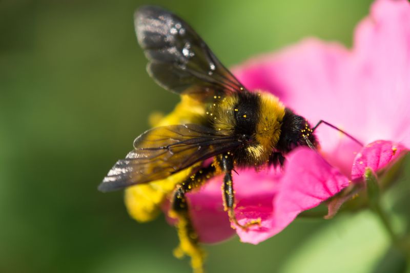 The American Bumblebee And Its Sharp Decline The American Bumblebee And Its Sharp Decline