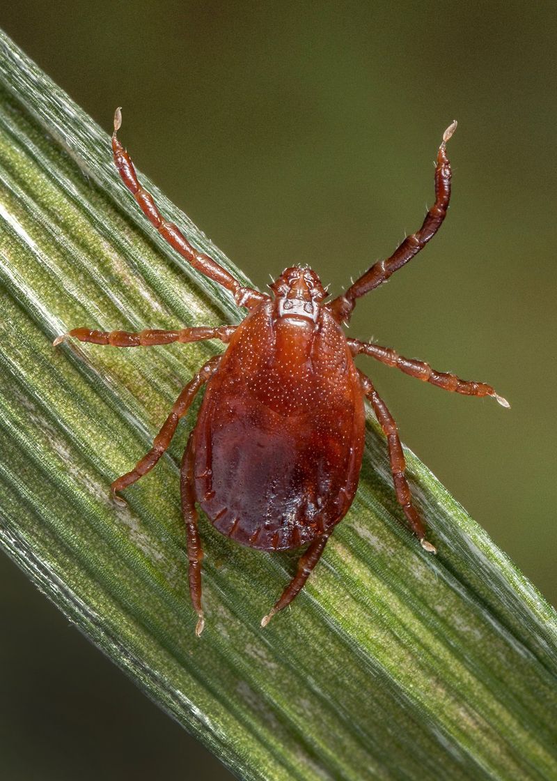The Asian Longhorned Tick Is Spreading In New York