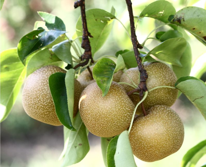 The Asian Pear Tree Is A Strong Pick