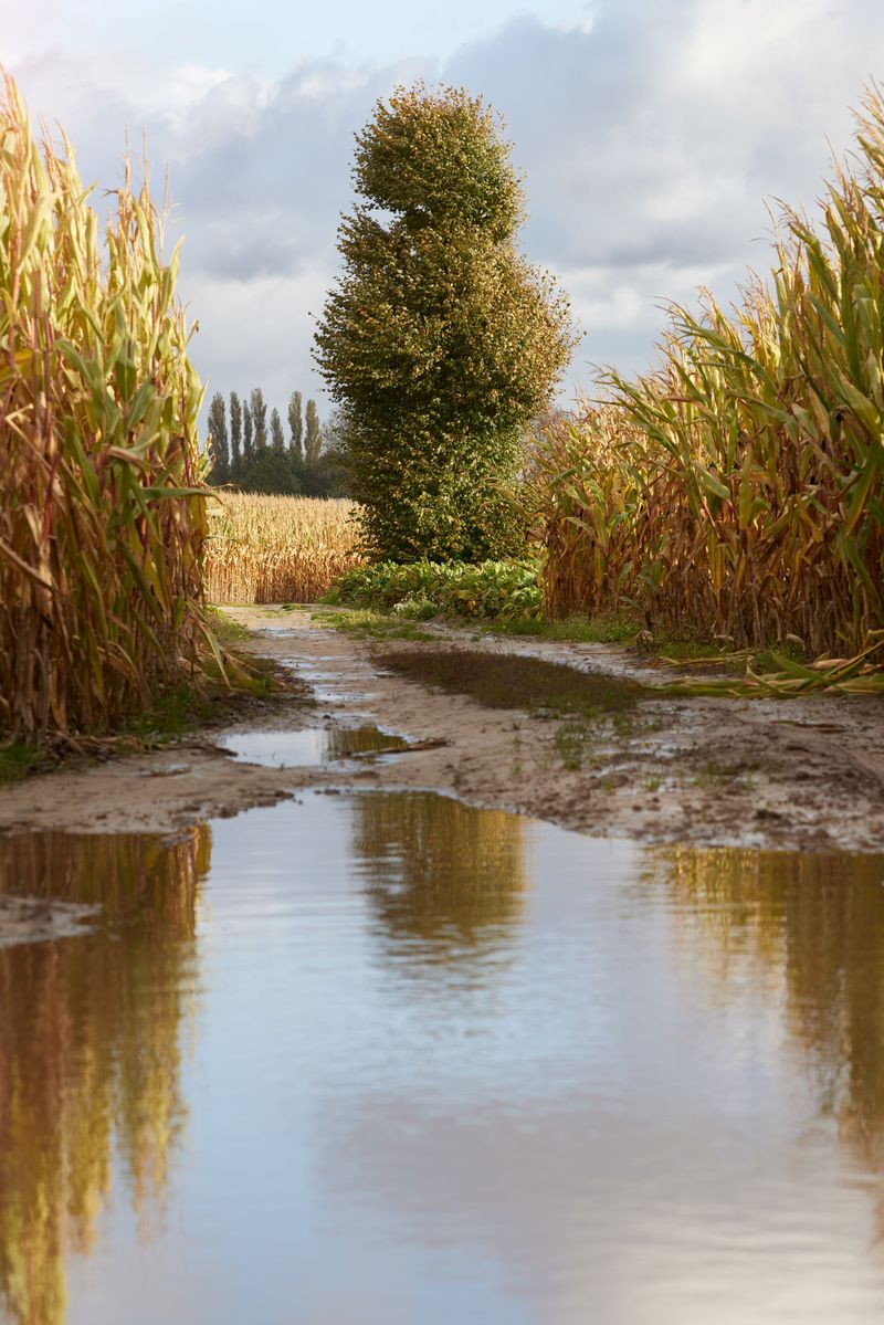 The Autumn Rain That Can Make Harvest Risky