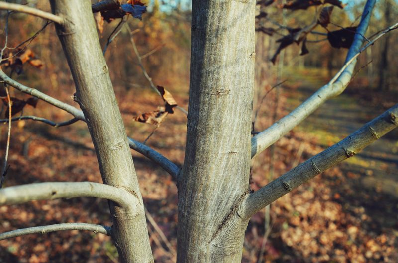 The Bark Takes Center Stage Once The Leaves Drop The Bark Takes Center Stage Once The Leaves Drop