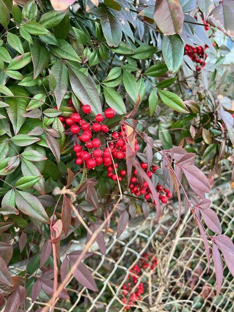 The Berries Contain Compounds That Can Release Cyanide The Berries Contain Compounds That Can Release Cyanide