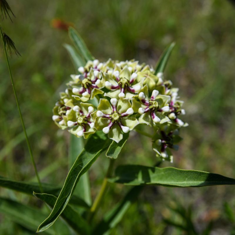 The Best Native Milkweeds For Texas Yards The Best Native Milkweeds For Texas Yards