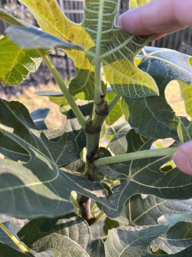 The Best Time To Pick Leaves Before The First Frost
