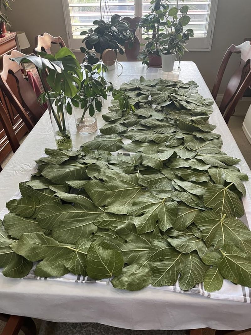 The Best Way To Dry Leaves For Winter Storage