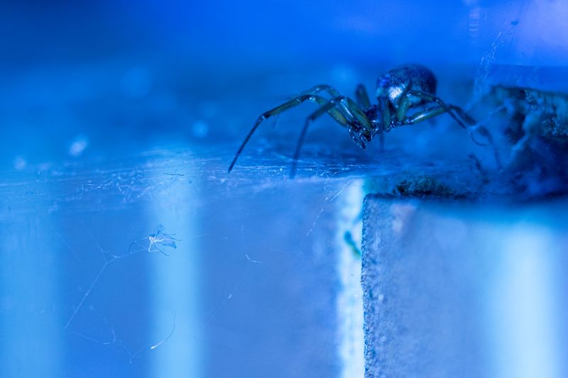 The Big Mix-Up With The Black Widow