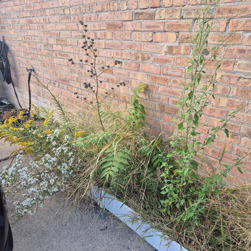 The Biggest Mistake Is Letting Weeds Go To Seed The Biggest Mistake Is Letting Weeds Go To Seed