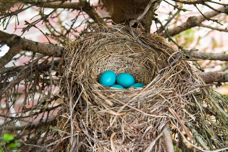 The Bird Nest Mix-Up Many Folks Make