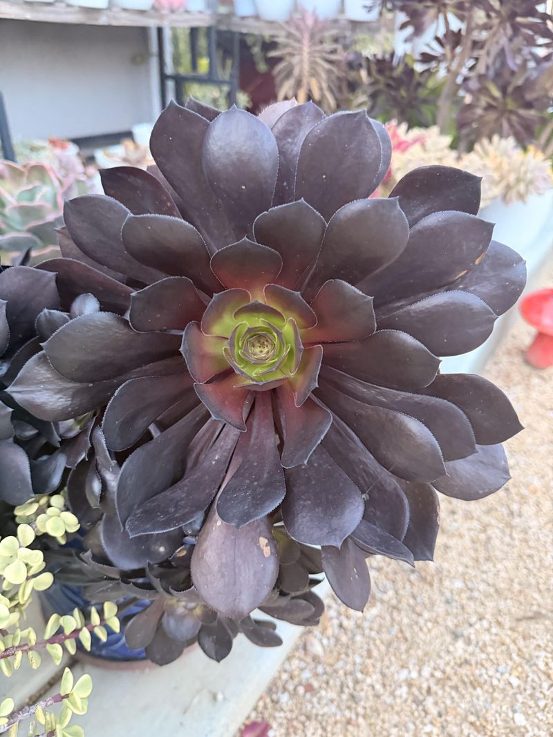 The Black Rose Aeonium Steals The Show
