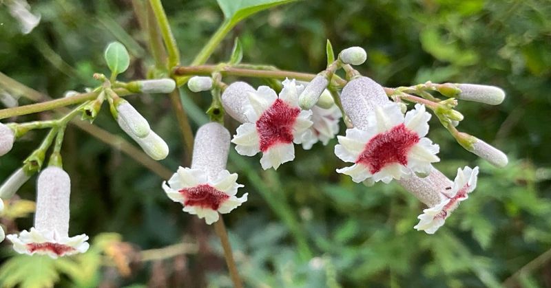 The Blooms Have Red Centers