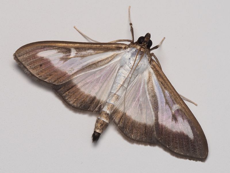 The Box Tree Moth And Its Hidden Boxwood Bedrooms