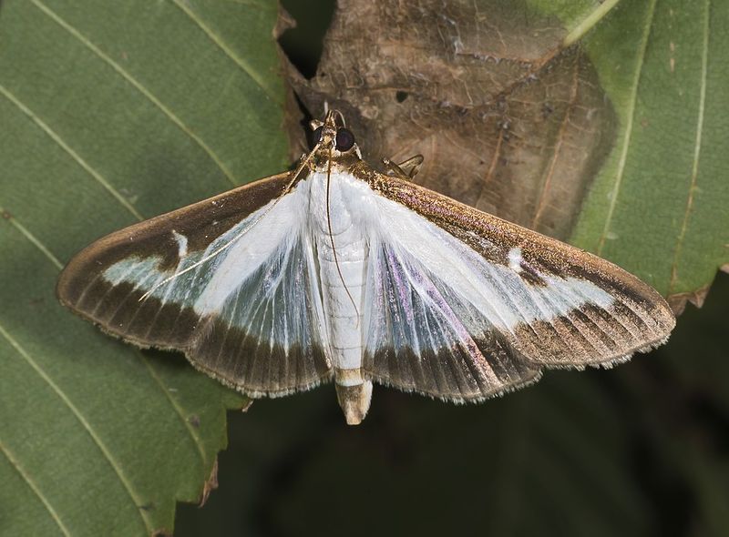 The Box Tree Moth Has Been Found In Berkeley County The Box Tree Moth Has Been Found In Berkeley County