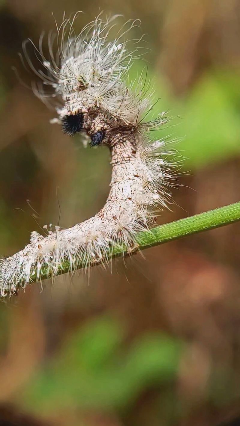 The Bristly Hairs Can Irritate Sensitive Skin