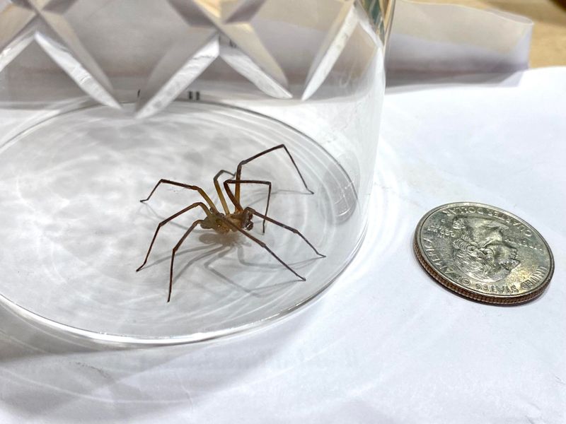 The Brown Recluse Mix-Up The Brown Recluse Mix-Up
