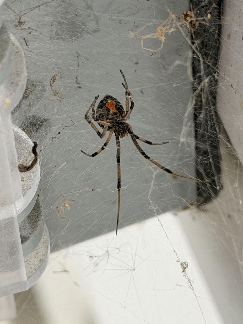 The Brown Widow Behind Those Spiky Little Balls