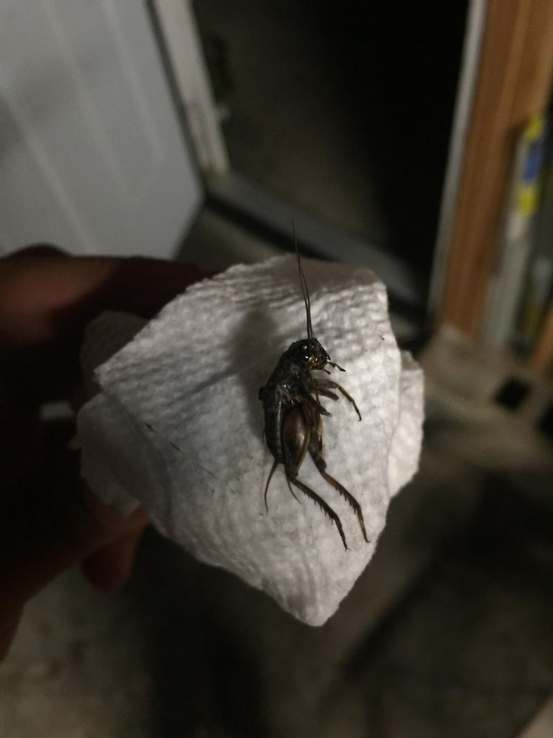The Bug Spray Mistake In Basements