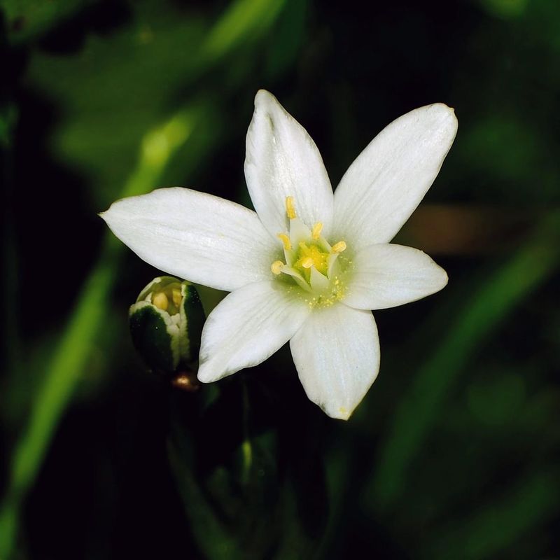 The Bulb Is Star Of Bethlehem