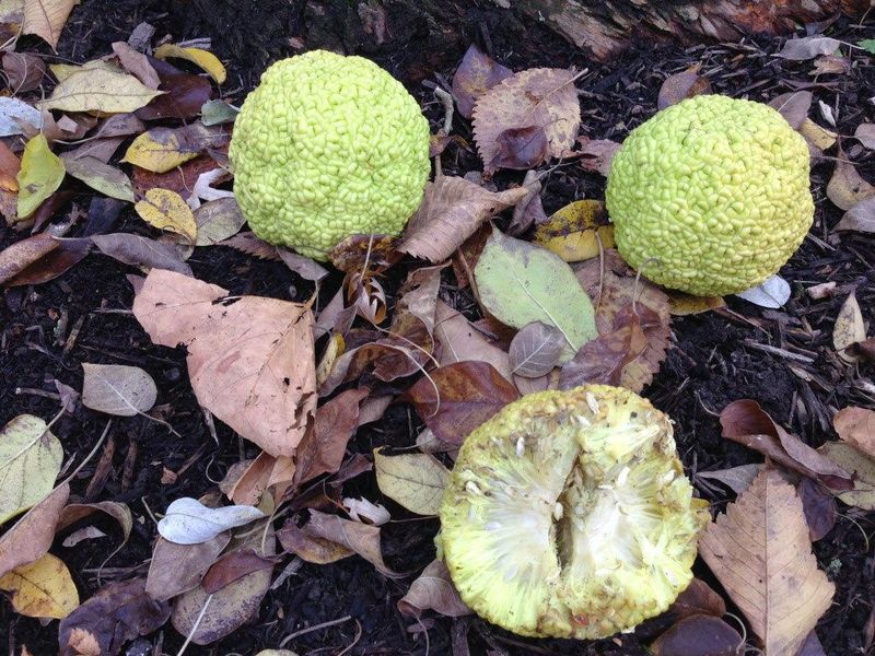 The Bumpy Green Fruit Drops From September Into Early November The Bumpy Green Fruit Drops From September Into Early November