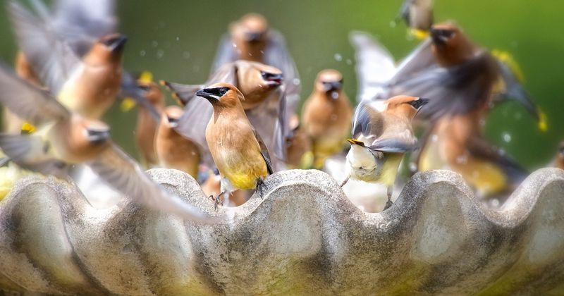 The Change Was A Simple Birdbath