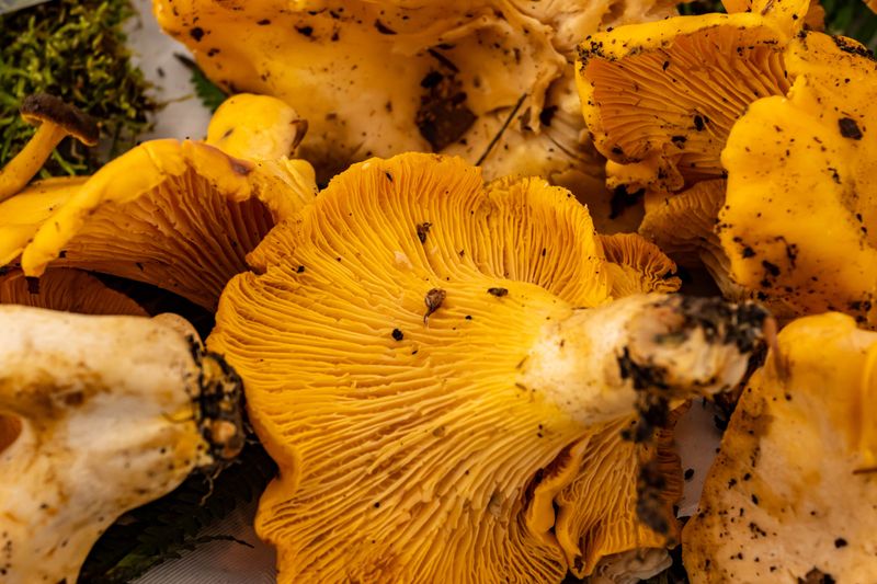 The Chanterelle Look-Alike Trap The Chanterelle Look-Alike Trap