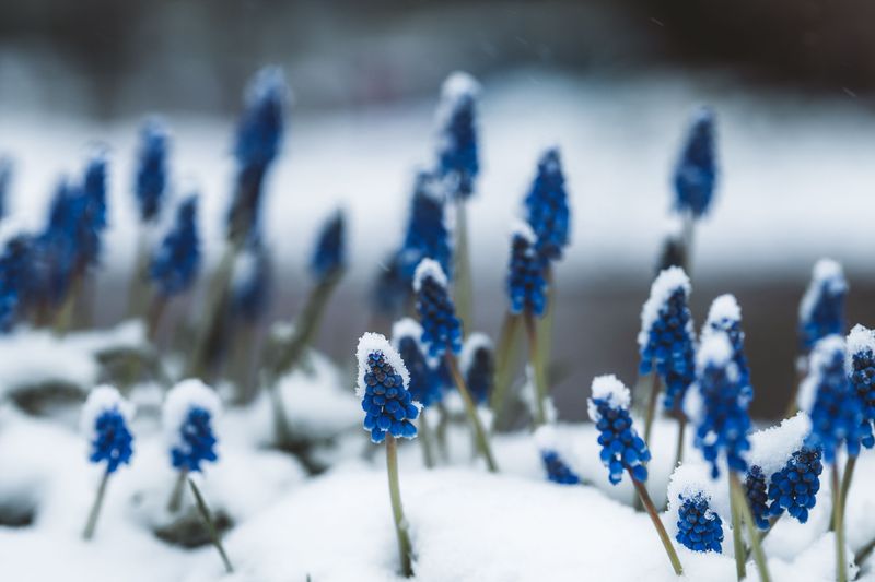 The Cold Spell Bulbs Secretly Need