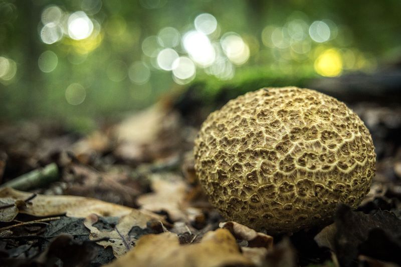 The Common Earthball With Its Dark Inner Flesh The Common Earthball With Its Dark Inner Flesh