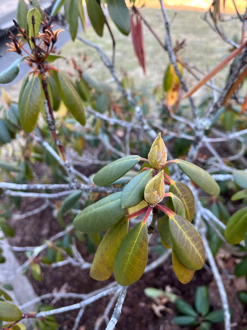 The Common Mistake Of Panic Pruning The Common Mistake Of Panic Pruning