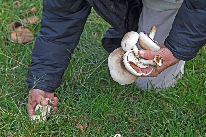 The Common Mistake Of Pulling Mushrooms Alone