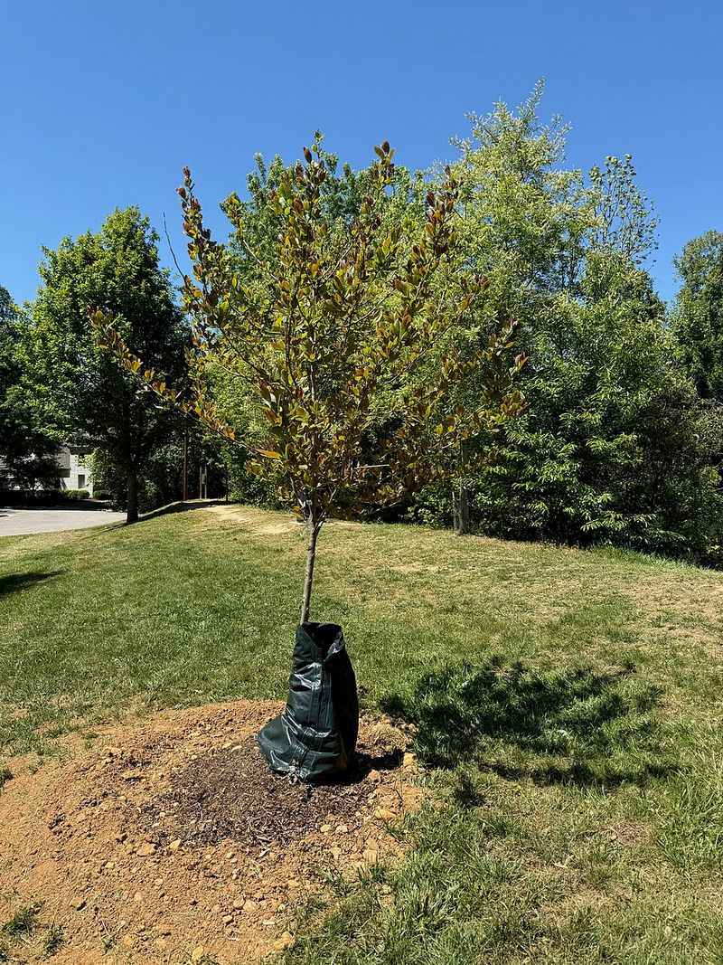 The Common Planting Mistake That Stalls Growth The Common Planting Mistake That Stalls Growth