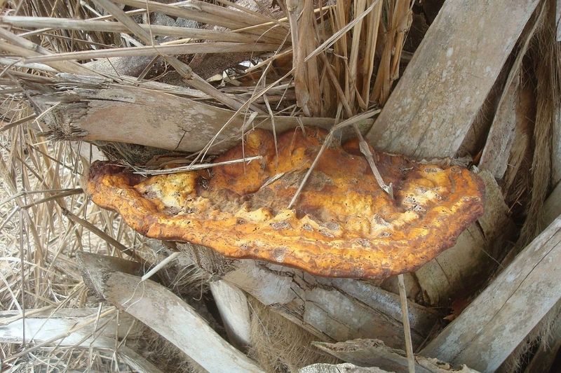 The Conk Grows In The Lower 4 To 5 Feet Of The Trunk
