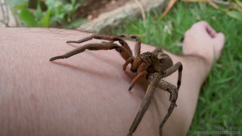 The Cool Night Mating Season Trigger The Cool Night Mating Season Trigger