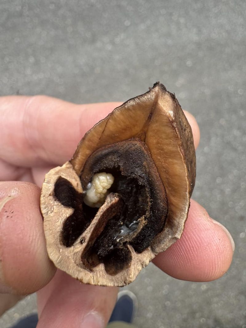 The Costly Mistake Of Keeping Every Nut