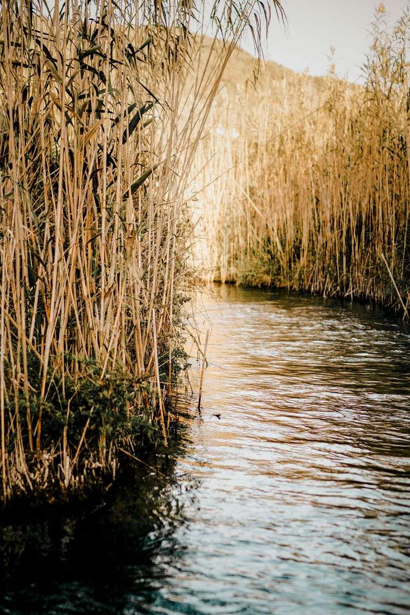 The Creek-Choking Invader The Creek-Choking Invader