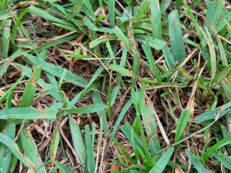 The Culprit Is Gray Leaf Spot