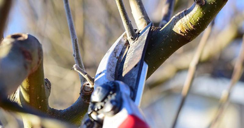 The Cuts That Help Apple Trees Heal Clean